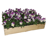 Pensées & Violas à Jardinerie Poullain dans Flexanville Pensées & Violas à Jardinerie Poullain dans Flexanville