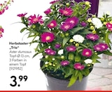 Herbstaster „Trio“ für 3,99 € bei Hellweg im Angebot Herbstaster „Trio“ im aktuellen Hellweg Prospekt