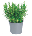 toom Baumarkt Angersdorf - Kräuter Angebot im Prospekt Kräuter bei toom Baumarkt im Angersdorf Prospekt für 2,49 €