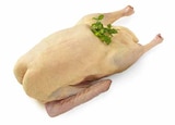 Frische Dithmarscher Freilandgans im EDEKA Prospekt Frische Dithmarscher Freilandgans von im aktuellen EDEKA Prospekt für 1,99 €