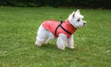 MANTEAU TOM CORAIL - CROCI dans le catalogue Animalis