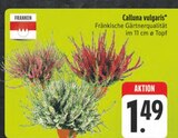 Aktuelle Pflanzen Angebote bei E center in Jena Aktuelles Calluna vulgaris Angebot bei E center in Jena ab 1,49 €