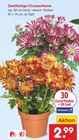 Aktuelles Zweifarbige Chrysantheme Angebot bei Netto Marken-Discount in Bielefeld ab 2,99 €