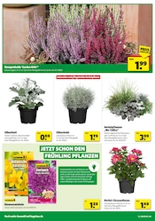 Aktueller Hagebaumarkt Prospekt mit Stauden, "SO günstig geht das!", Seite 14