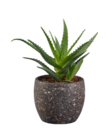 Aloé arborescens en pot céramique en promo chez Lidl Aloé arborescens en pot céramique dans le catalogue Lidl