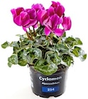 Aktuelle Zimmerpflanzen Angebote bei Thomas Philipps in Dresden Aktuelles Cyclamen "Alpenveilchen" Angebot bei Thomas Philipps in Dresden ab 1,99 €
