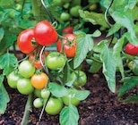 Tomate cerise barquette de 3 plants dans le catalogue Intermarché Hyper