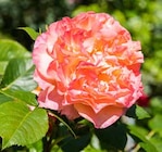 Edelrose Augusta Luise für 19,99 € bei Pflanzen Kölle im Angebot Edelrose Augusta Luise im aktuellen Pflanzen Kölle Prospekt