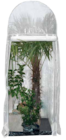 Frostschutzhaus »PALM PROTECT« im Pflanzen Kölle Prospekt Frostschutzhaus »PALM PROTECT« von im aktuellen Pflanzen Kölle Prospekt für 89,00 €