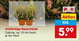 dreifarbige Besenheide im Angebot bei Netto Marken-Discount in Coesfeld dreifarbige Besenheide Angebote bei Netto Marken-Discount Coesfeld für 5,99 €
