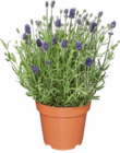 Lavendel Angustifolia Angebote bei Netto Marken-Discount Zwickau für 1,99 €