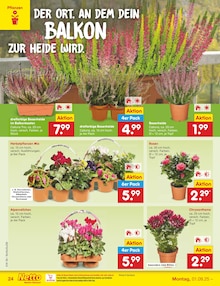 Alpenveilchen im aktuellen Netto Marken-Discount Prospekt (Bochum) Alpenveilchen im Netto Marken-Discount Prospekt "Aktuelle Angebote" mit 63 Seiten (Bochum)