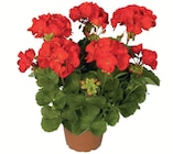 Aktuelles Geranien 10,5-cm-Topf Angebot bei Zimmermann in Hildesheim ab 1,39 €