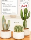 Cactus bei Garten-Center Nordharz GmbH & Co. KG im Prospekt "" für 3,99 €