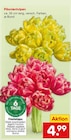 Aktuelles Päonientulpen Angebot bei Netto Marken-Discount in Koblenz ab 4,99 €