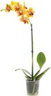 Orchidee im Netto mit dem Scottie Prospekt Orchidee im aktuellen Netto mit dem Scottie Prospekt für 4,99 €
