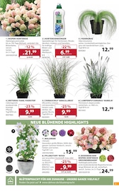 Pflanzen im Dehner Garten-Center Prospekt in Neuwied Aktueller Dehner Garten-Center Prospekt mit Pflanzen, "FEIER DEN SOMMER", Seite 3