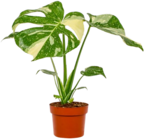 Fensterblatt im aktuellen Kaufland Prospekt