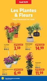 Offre Fleurs dans le catalogue Lidl du moment à la page 28