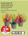 Knospenheide Calluna High Five Beauty Seasons für 3,99 € bei V-Markt im Angebot Knospenheide Calluna High Five Beauty Seasons im aktuellen V-Markt Prospekt
