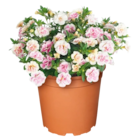 gefüllte Zauberglöckchen im Angebot bei Netto Marken-Discount in Zwickau gefüllte Zauberglöckchen Angebote bei Netto Marken-Discount Zwickau für 1,99 €