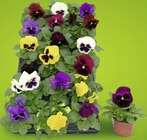 Viola Barquette de 10 godets 7cm en promo à 5,90 € chez Géant Casino Viola Barquette de 10 godets 7cm dans le catalogue Géant Casino