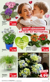 Hortensie im Kaufland Prospekt in Weiden Aktueller Kaufland Prospekt mit Hortensie, "Aktuelle Angebote", Seite 25