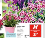 Prinzess-Nelke Dianthus 'Pink Kisses' für 3,59 € bei Hellweg im Angebot Prinzess-Nelke Dianthus 'Pink Kisses' im aktuellen Hellweg Prospekt
