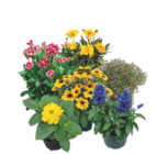 Sommerstauden Mix im EDEKA Prospekt Sommerstauden Mix von im aktuellen EDEKA Prospekt fĂŒr 2,99 âŹ