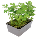 Aktuelles Gemüsejungpflanzen Angebot bei toom Baumarkt in Chemnitz ab 1,79 €