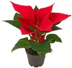 Mini Weihnachtsstern Angebote von REWE Beste Wahl bei REWE Essen für 1,11 €