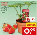 Erdbeerpflanze von  im aktuellen Netto Marken-Discount Prospekt für 0,99 €