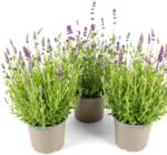 Lavendel im Angebot bei OBI in Ludwigshafen Lavendel Angebote bei OBI Ludwigshafen für 1,99 €