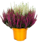 Calluna „Beauty Ladies®“, „Colour Crown®“ Angebote von Gardenline bei ALDI SÜD Kaiserslautern für 1,69 €