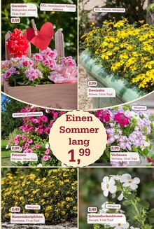 Geranien im Garten-Center Nordharz GmbH & Co. KG Prospekt "SUMMER TIME!" mit 16 Seiten (Salzgitter)