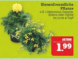 Bienenfreundliche Pflanze im Angebot bei Marktkauf in Görlitz Bienenfreundliche Pflanze Angebote bei Marktkauf Görlitz für 1,99 €