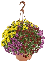Chrysanthemen Busch XL Trio bei Kaufland in Falkensee Chrysanthemen Busch XL Trio im Angebot bei Kaufland Falkensee für 7,99 €