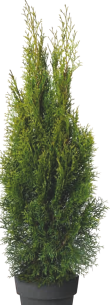 Edelthuja bei BAUHAUS in Willich Edelthuja im Angebot bei BAUHAUS Willich für 9,99 €