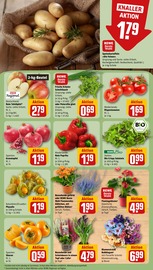 Ähnliche Angebote wie Zitronenbaum im Prospekt "Dein Markt" auf Seite 11 von REWE in Laatzen