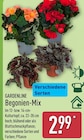 Begonien-Mix von GARDENLINE im aktuellen ALDI Nord Prospekt für 2,99 €