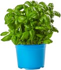 Bio Basilikum im Angebot bei REWE in Schwerte Bio Basilikum Angebote von REWE Bio bei REWE Schwerte für 1,59 €