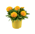 Stauden im Angebot bei toom Baumarkt in Elmshorn Stauden Angebote bei toom Baumarkt Elmshorn für 4,99 €