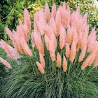 Pampasgras bei Thomas Philipps im Bremerhaven Prospekt für 3,33 €