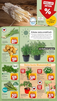 Blumen im REWE Prospekt "Dein Markt" mit 30 Seiten (Nürnberg)
