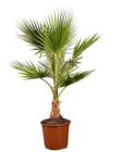 Mediterraner Palmenmix XXL Angebote bei Lidl Altenburg für 39,99 €