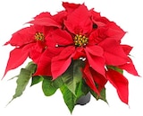 Penny - Weihnachtsstern Angebot im Prospekt Weihnachtsstern bei Penny im Prospekt für 1,89 €