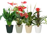 Plante fleurie dans le catalogue Carrefour