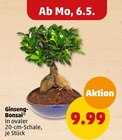 Aktuelles Ginseng-Bonsai Angebot bei Penny-Markt in Bielefeld ab 9,99 €