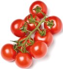 Cocktailrispen Tomaten im aktuellen Netto mit dem Scottie Prospekt