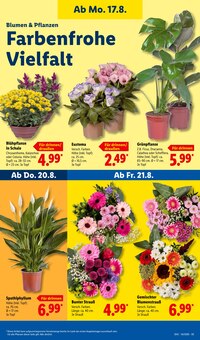 Blumen im Lidl Prospekt "LIDL LOHNT SICH" mit 72 Seiten (Jena)